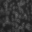 GTTP02500 美国密理博Millipore Isopore滤膜 / 聚碳酸酯膜过滤器